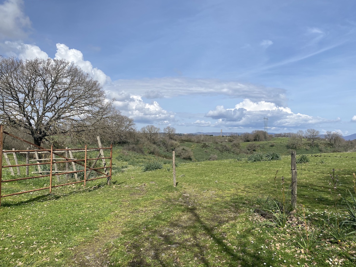 A long view across open pasture to hills in the far distance. A bare oak and rusty gate are on the right and clumps of long, green asphodel leaves in the middle distance. Silvery cumulus clouds in a blue sky.