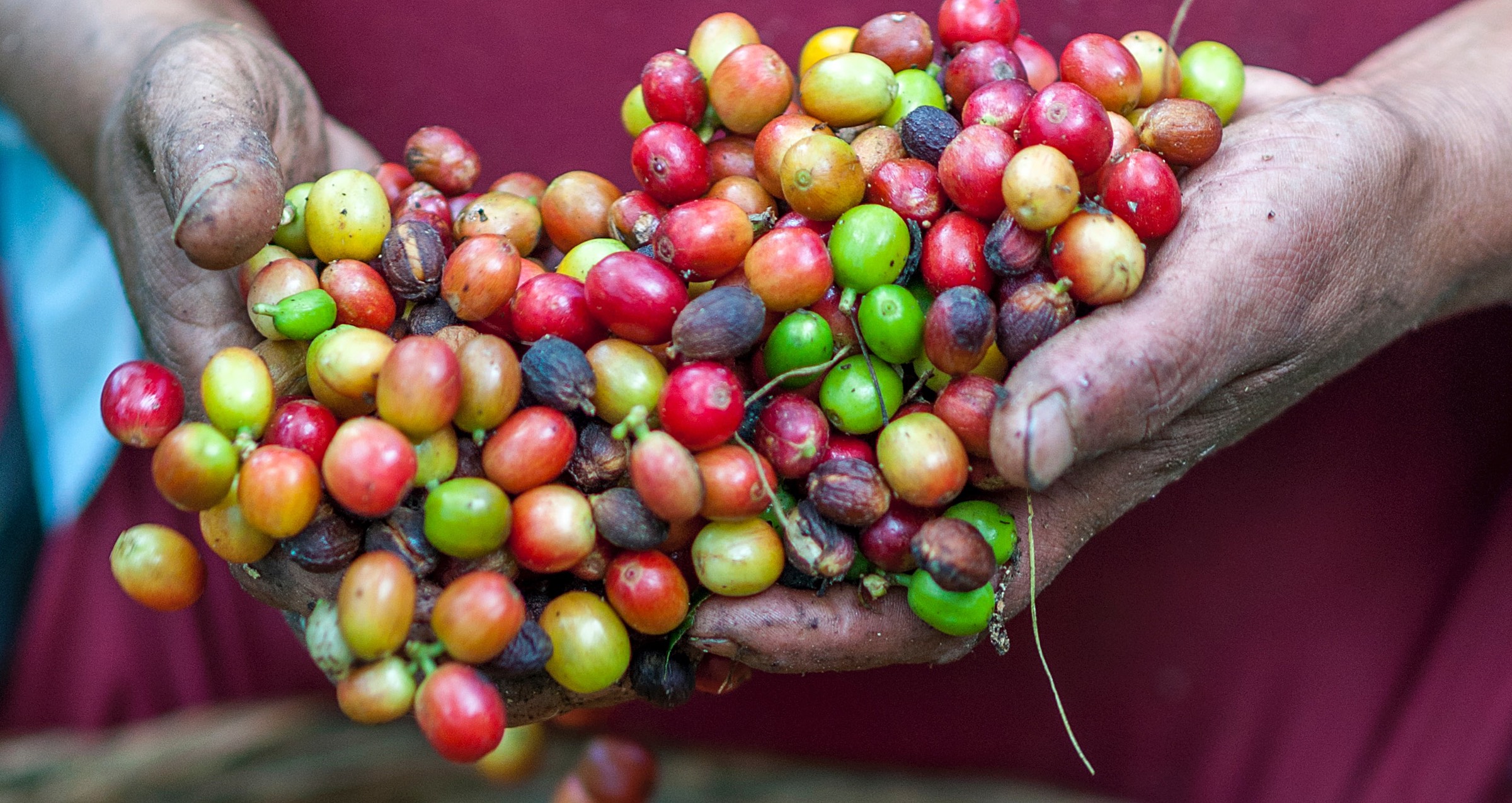 Ripe coffee beans in farmer's hands
