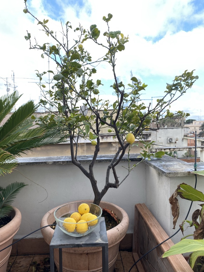 A lemon tree in a large pot with a bowl of lemons on a stand in front of it
