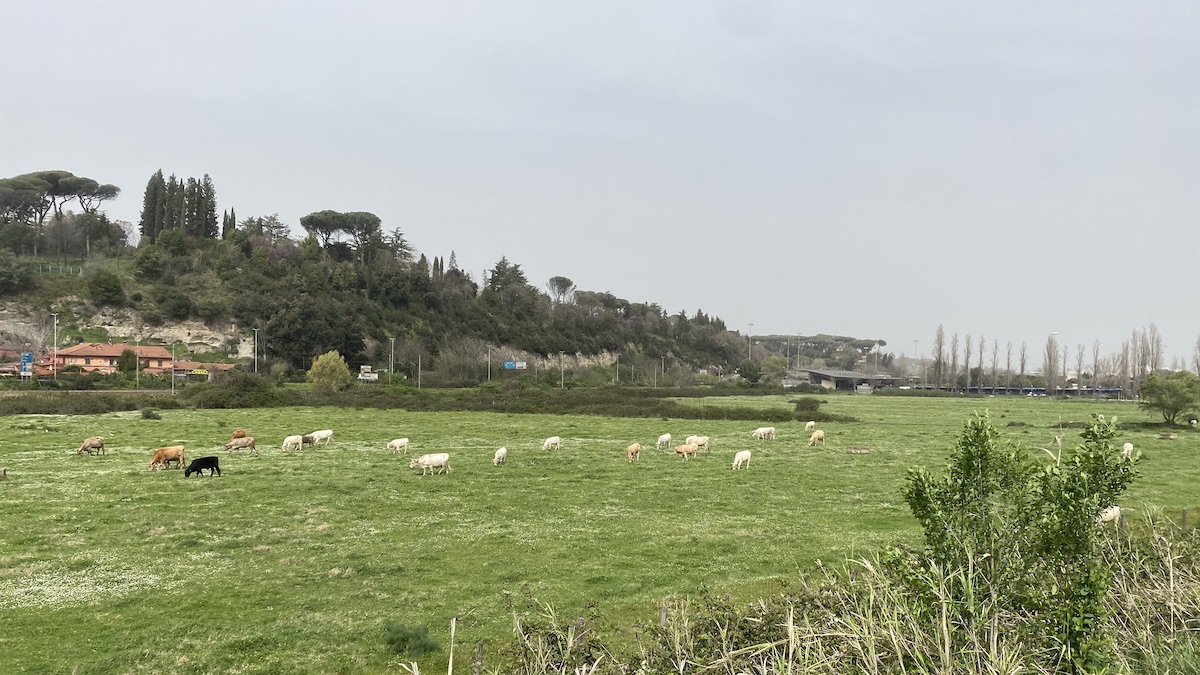 A herd of cows in the middle distance with a steep cliff topped by umbrella pines and cypresses in the distance