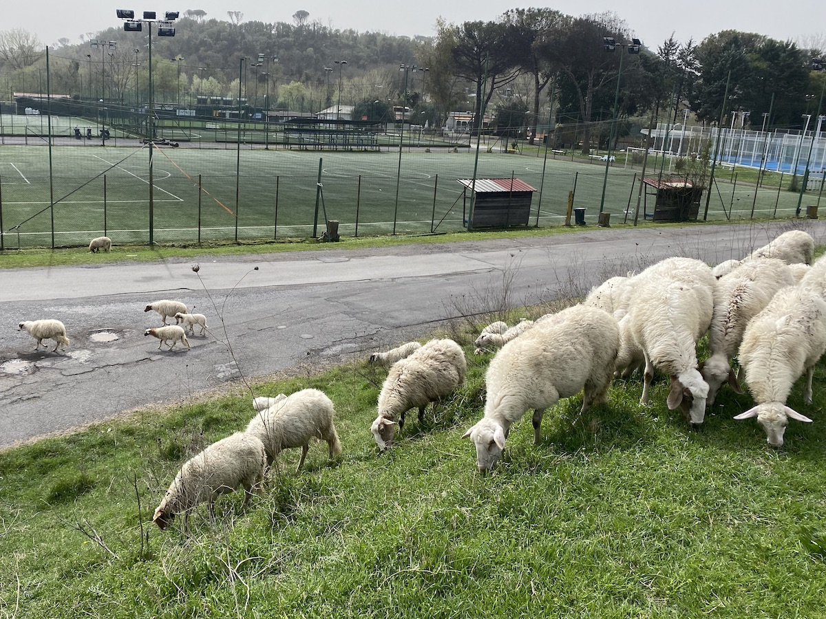 A flock of sheep grazing on the bank below the cycleway with tennis courts in the background