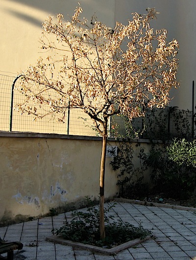 A dead orange tree
