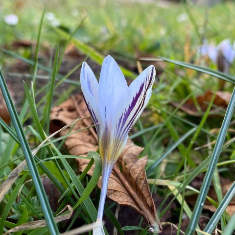 A single crocus flower, half open, seen from ground level and showing the delicate purple veining on a pale blue background