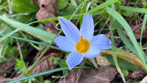 Crocus flower with orange stigma and yellow anthers, not perfectly sharp but still quite lovely