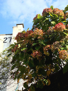 flowering bush with a big building in the background with number 27