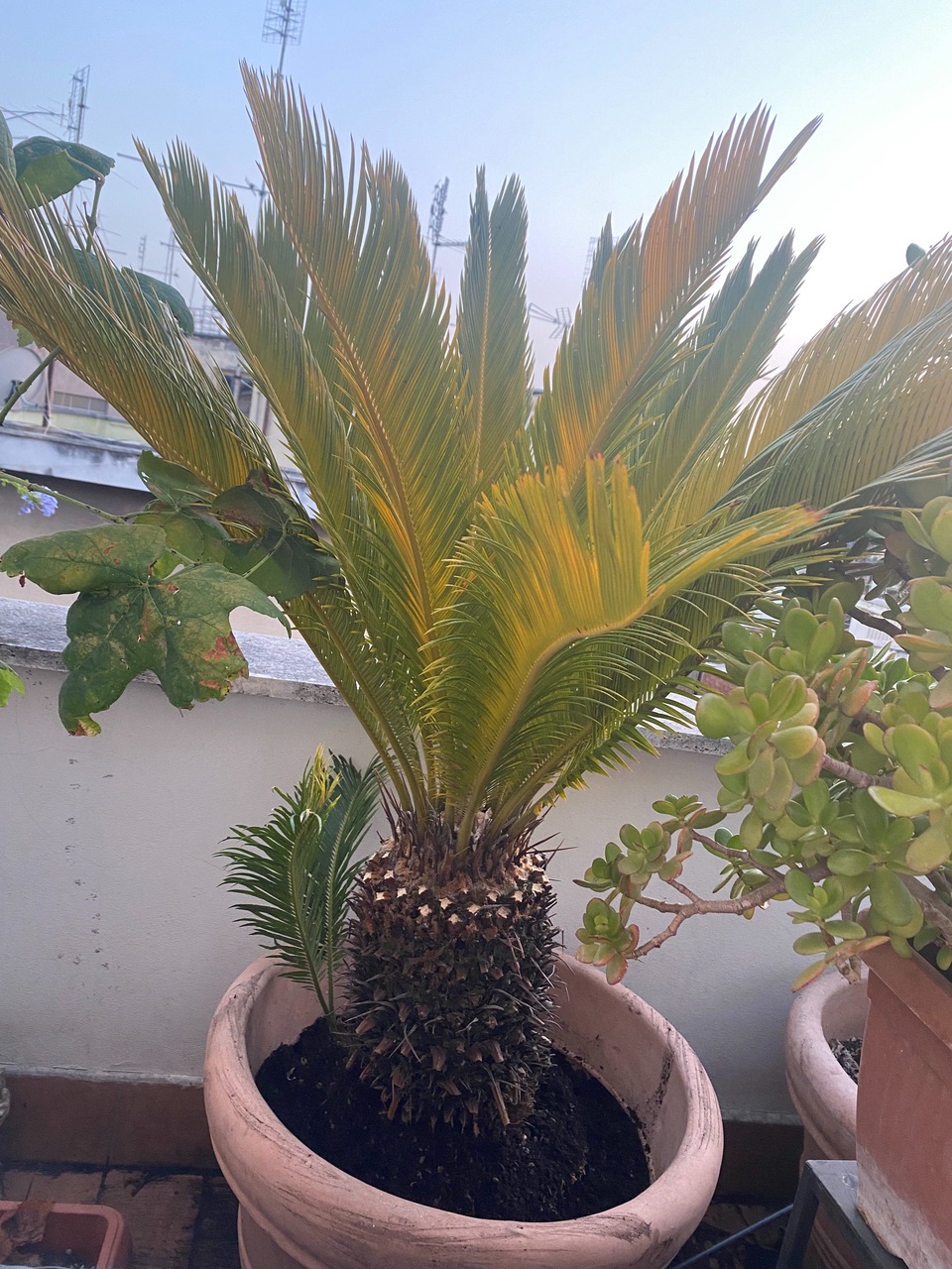 Sickly cycad with yellowing leaves immediately after repotting, 23 July 2023