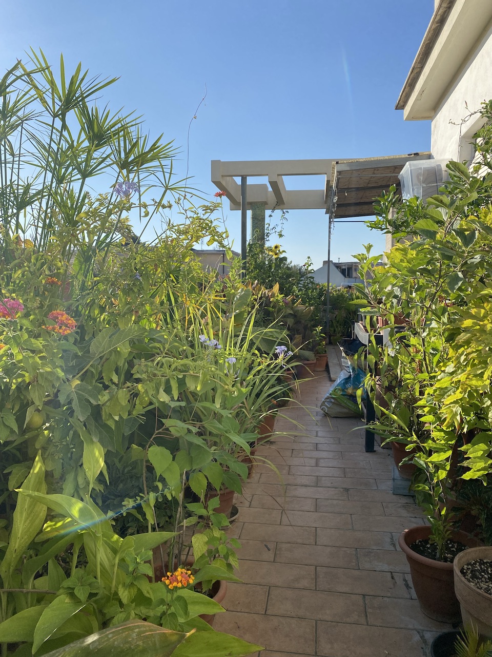 A view along our terrace, 19 August 2023