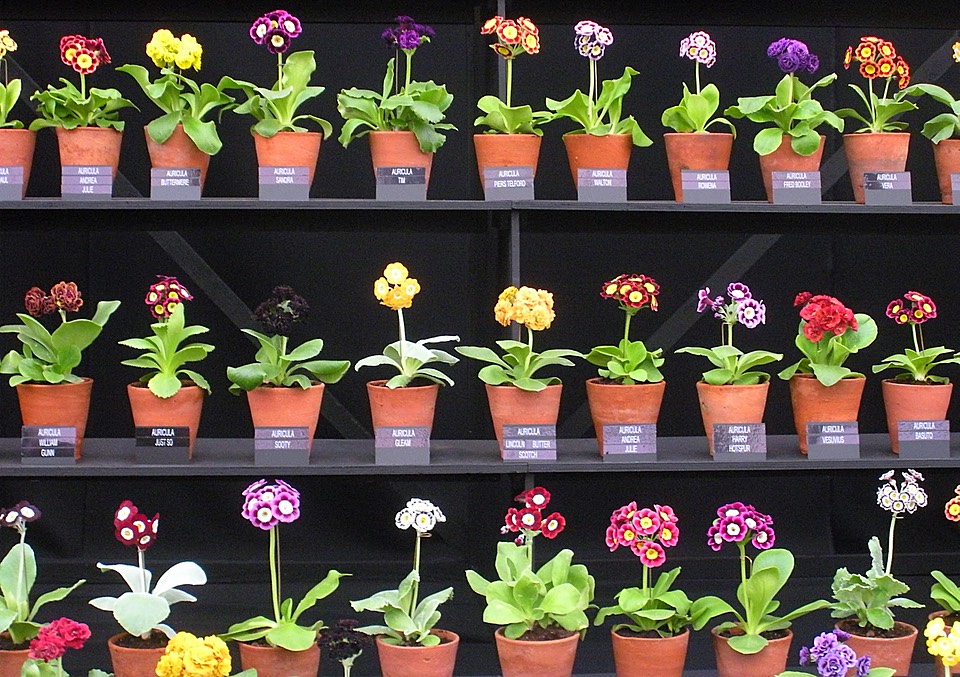Auricula theatre displaying three rows of auriculas potted singly