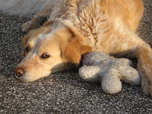 A beautiful blonde dog with her cuddly toy