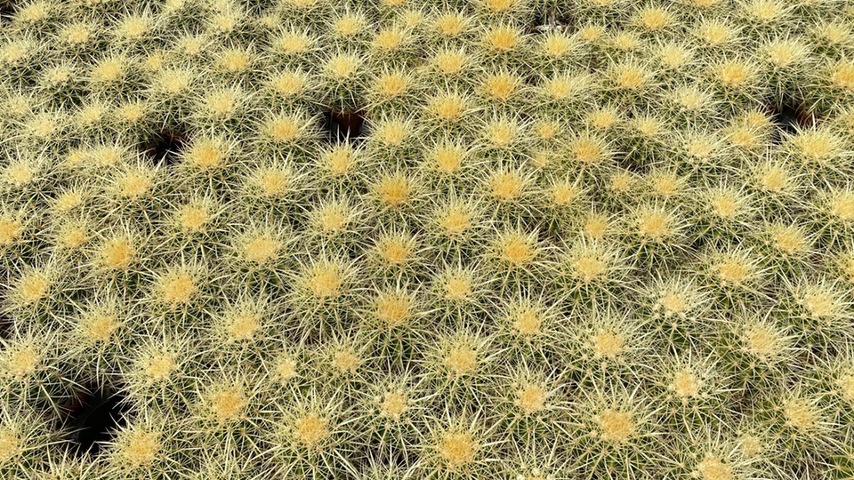 A bench of very spiny cacti