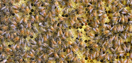 Masses of bees working on the surface of a honeycomb