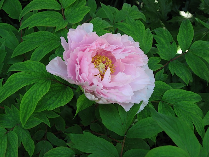 A pink paeony flower