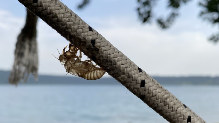 The translucent empty skin moulted by an adult cicada attached to the underside of a rope, with an out of focus view of the lake and hills behind it|