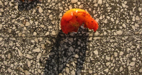 Tomato half eaten by crows