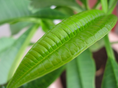 Single frangipani leaf