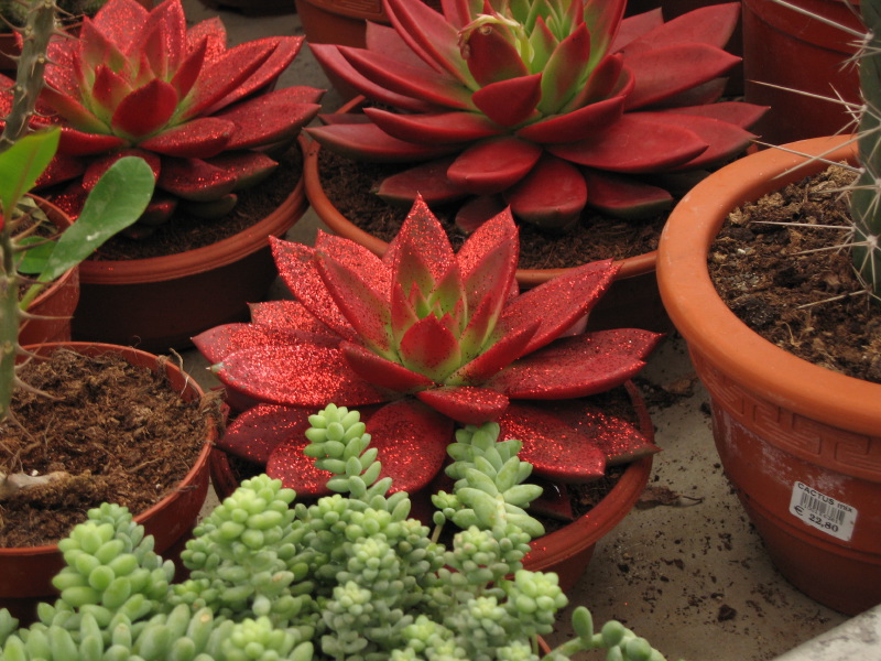 A succulent plant with red glitter