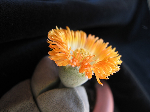 Lithops flower open