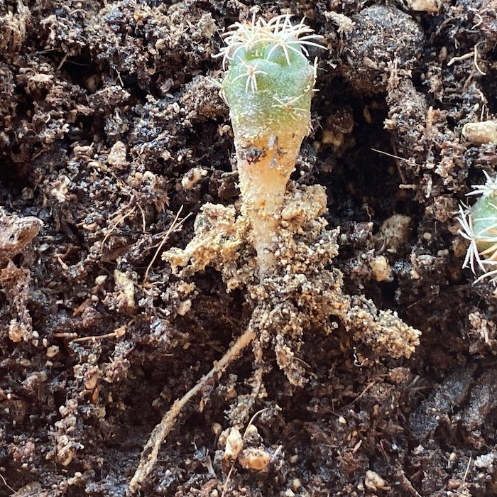 Single seedling removed from soil with a little threadlike root