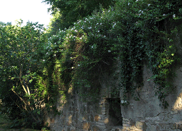 Caper plants on the Aurelian walls of the Villa Sciarra