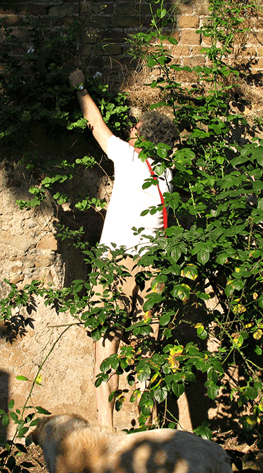 Picking caper buds