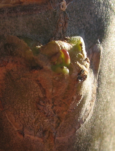 More tiny leaves emerging from a Plumeria axillary bud