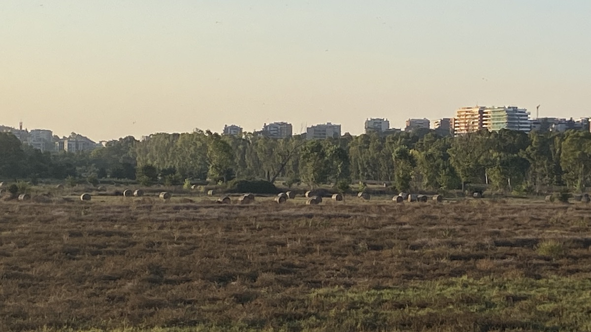 Large straw bales casting long shadows in the early light, backed by a line of trees with large apartment blocks behind them