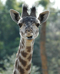 A baby Maasai giraffe