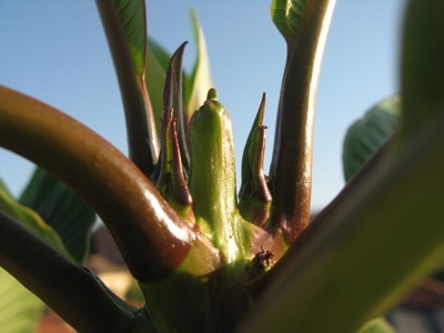 Tip of frangipani with tiny leaves uncurling