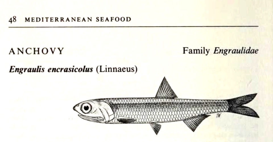 Illustration of an anchovy from Mediterranean Seafood