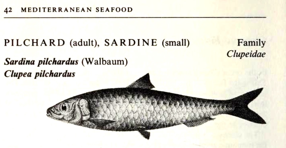Illustration of a sardine from Mediterranean Seafood