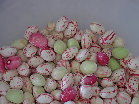 Freshly shelled borlotti beans