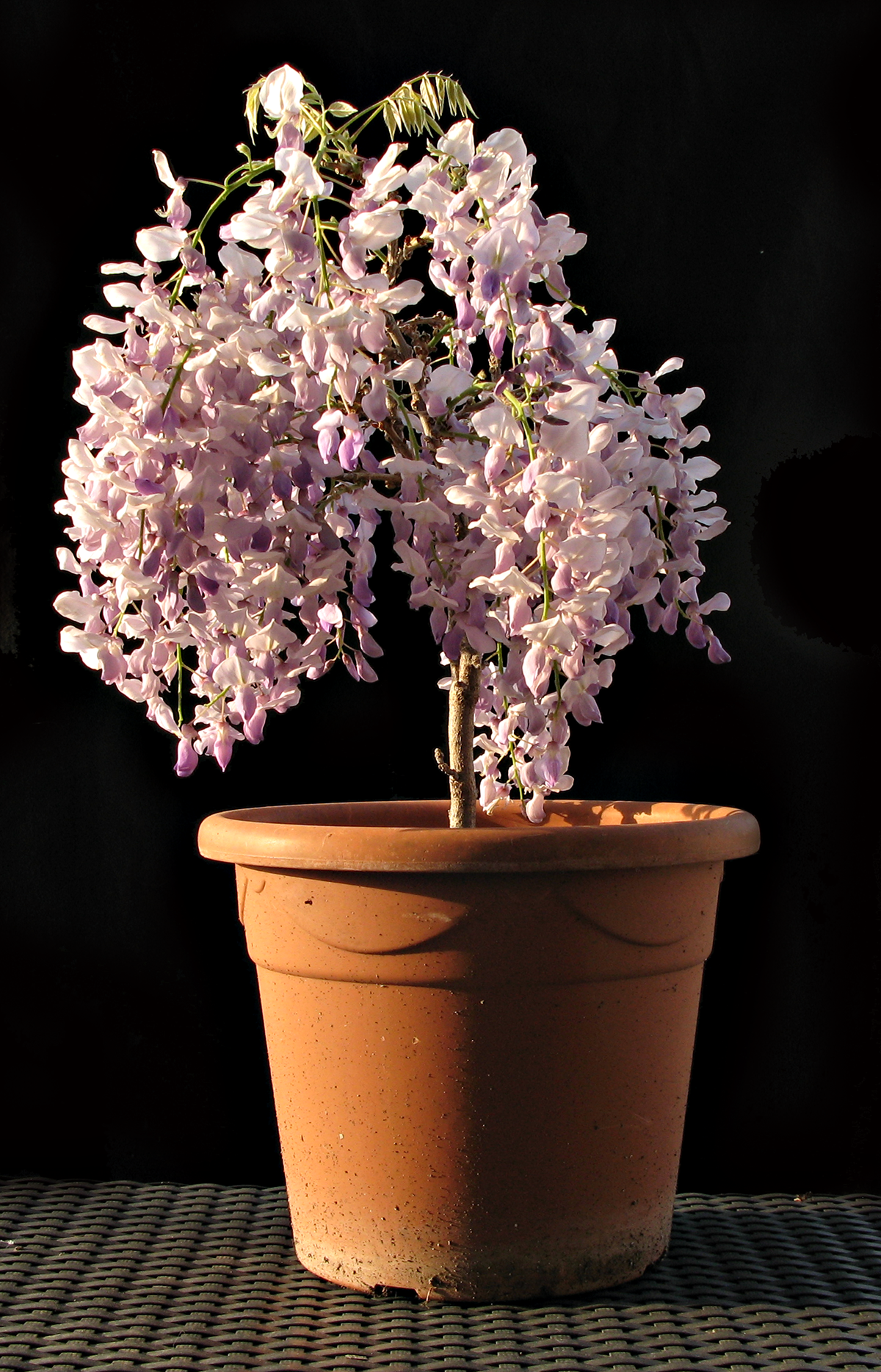 Bonsai wisteria