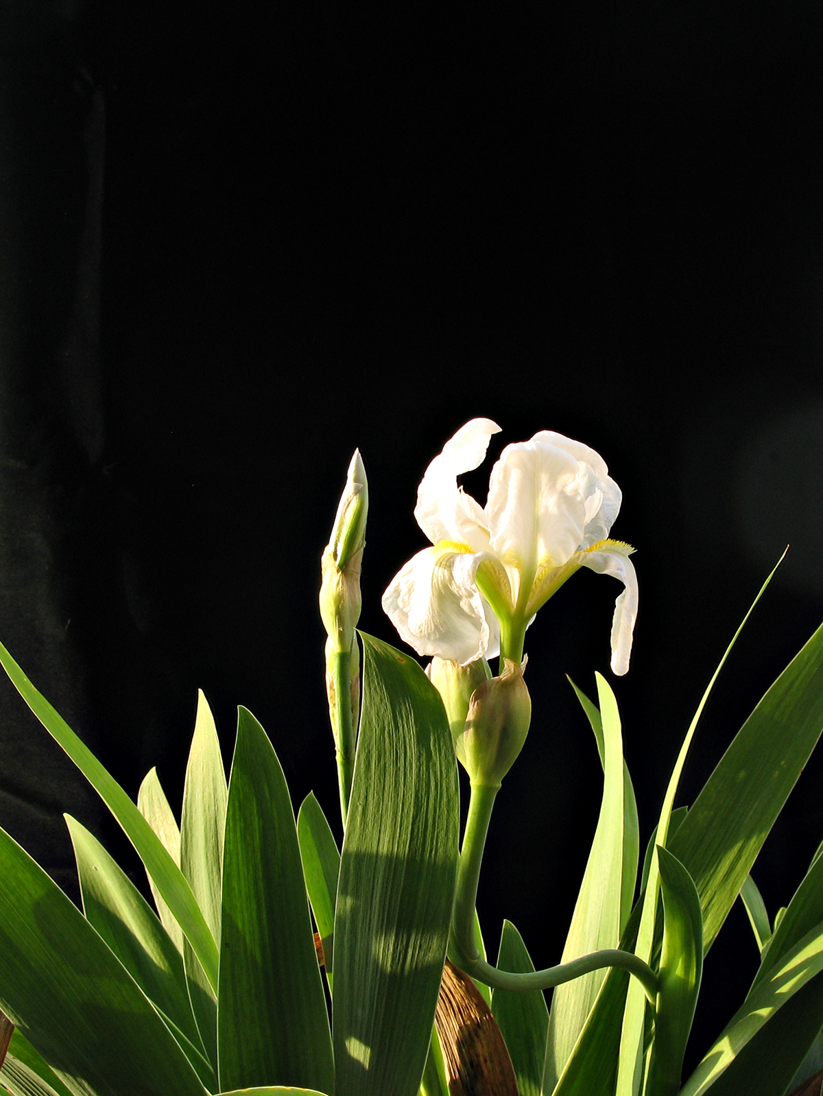 white iris