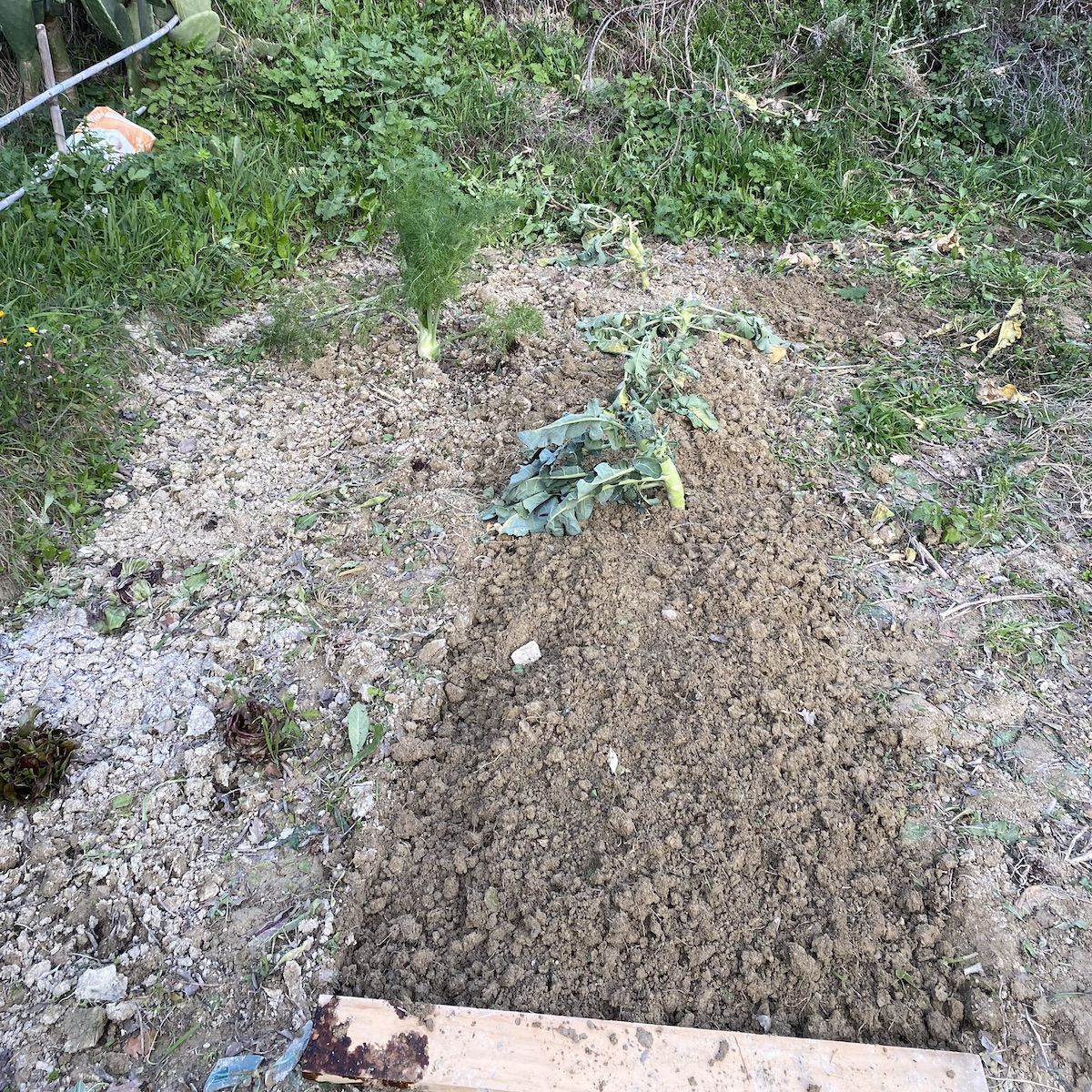 Weeded vegetable plot, with a few radicchio and a fennel bulb on the left and some replanted brassica stumps in a better-weeded bed on the right.