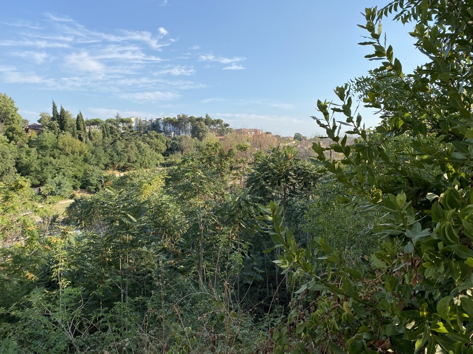 A view from slightly further away of the steep and overgrown sides of the *fosso Bravetta*
