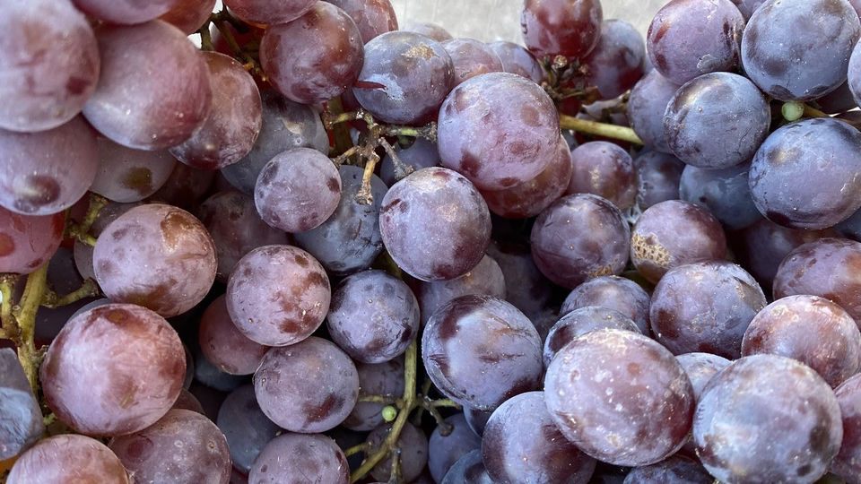 Part of a bunch of Concord-type grapes|