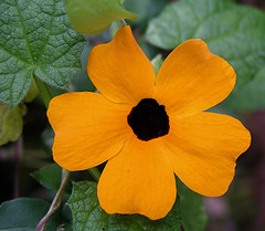 Thunbergia alata