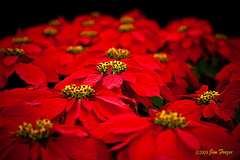 Bright red poinsettia "flowers"