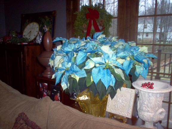 Abominable blue-bracted poinsettia