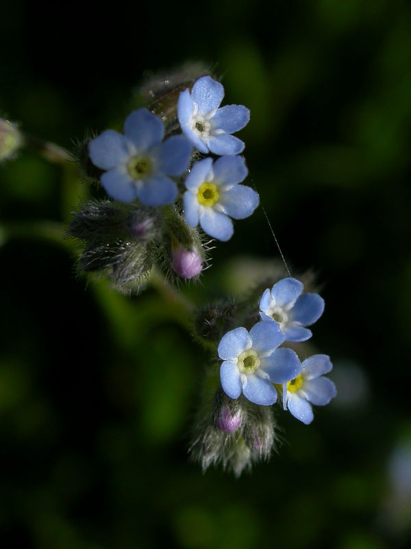 A light blue forget-me-not Myosotis