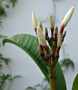 Tight flower puds on the frangipani.jpg