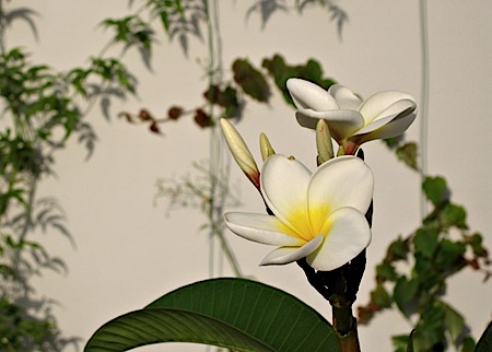 Fully open frangipani flowers