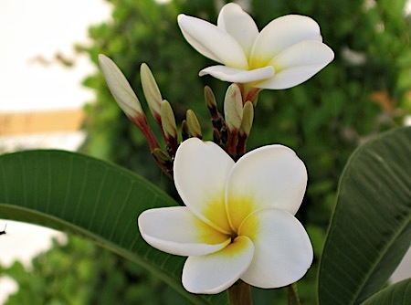 Fully open frangipani flowers