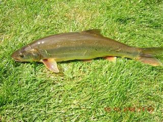 Northern-pikeminnow lying on some grass