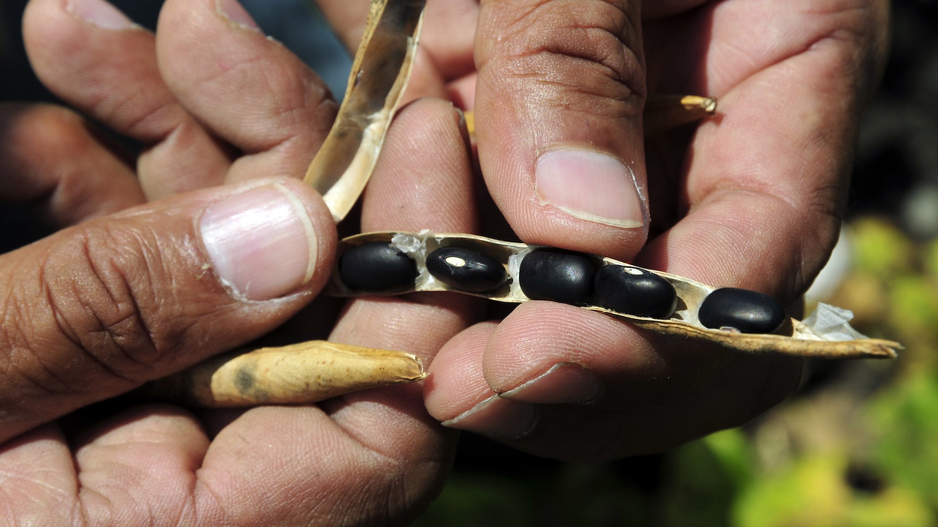 A hand holding a dried bean pod showing several black beans