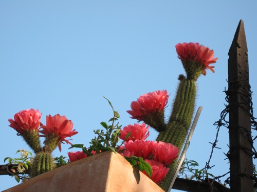 Columnar cactus with several red flowers