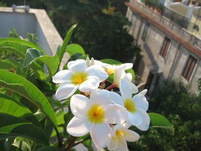 Frangipani blossoms