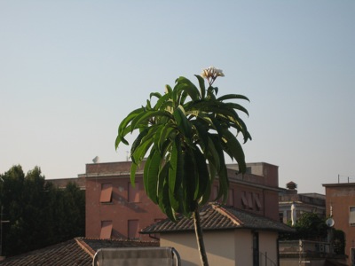 Frangipani tree