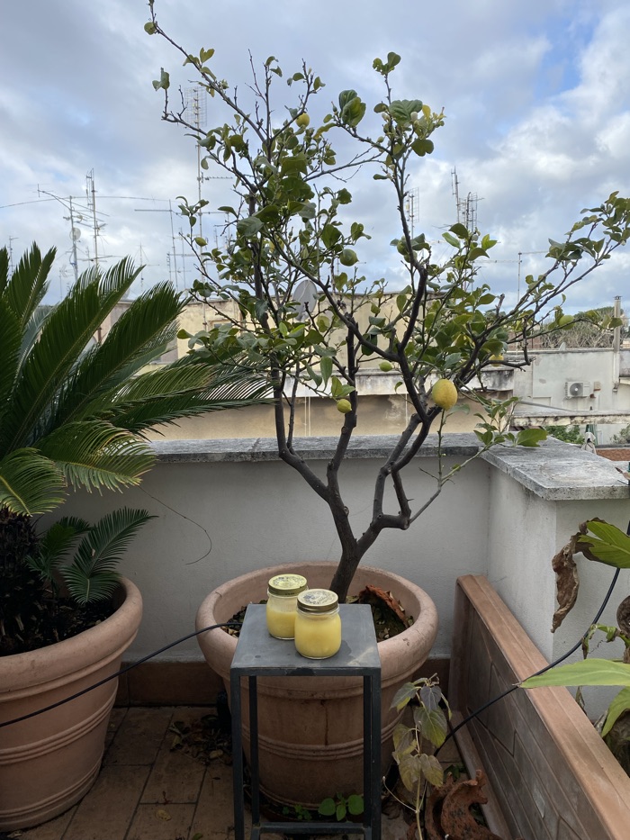 A lemon tree in a large pot with two jars of lemon curd on a stand in front of it