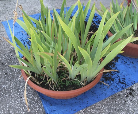 A shallow plant pot overfull of irises